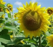 Huile Bio de Tournesol oléique (FERME BIO DE NICOY SUD)