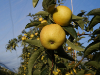 POMMES CHANTECLER DOUCE ET PARFUMEES (TRADIPOM)