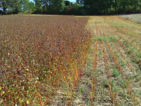 Farine de Sarrasin  Bio (FERME BIO DE NICOY SUD)