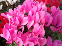 Cyclamen (PEPINIERES SOUBIRAN)