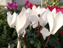 Cyclamen (PEPINIERES SOUBIRAN)