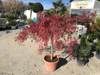 Acer 'Dissectum Garnet' (PEPINIERES SOUBIRAN)