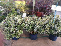 Veronique hebe variegata (PEPINIERES SOUBIRAN)