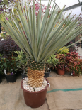 Yucca rigida (PEPINIERES SOUBIRAN)