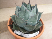 Agave parrasana (PEPINIERES SOUBIRAN)