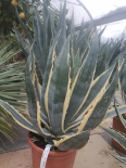 Agave 'variegata' (PEPINIERES SOUBIRAN)