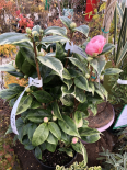 Camelia 'variegata' (PEPINIERES SOUBIRAN)