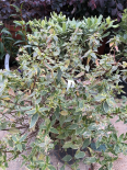 Abelia Chin Variegata (PEPINIERES SOUBIRAN)