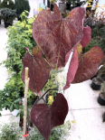 Cercis canadensis 'Forest pansy' (PEPINIERES SOUBIRAN)